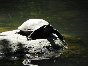 アカミミガメ　緑道公園　220626撮影　732