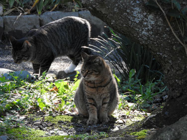 猫　三溪園　161202撮影　35