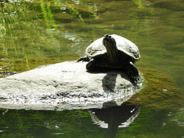 アカミミガメ　親水公園の池　200513撮影　506