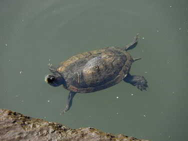 アカミミガメ　散策路河川　220419撮影　720