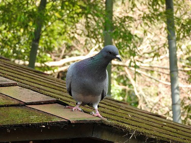 野鳩（のばと）　親水緑道四阿　240308撮影　859