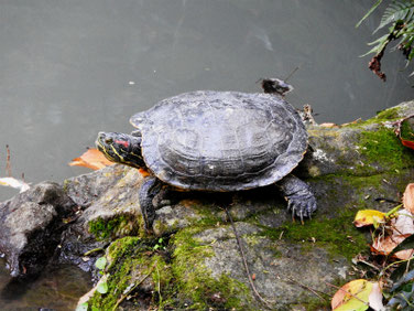 アカミミガメ　散策路親水公園池　171109撮影　119