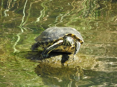 アカミミガメ　散策路河川　231013撮影　815