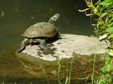 アカミミガメ　親水公園の池　200513撮影　505