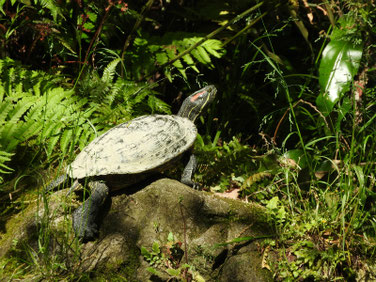アカミミガメ　親水公園　200424撮影　492