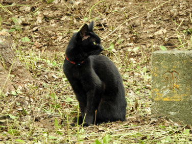 黒猫（くろねこ）　散策路　210908撮影　651