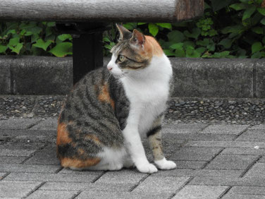 三毛猫　散策路　170626撮影　100　