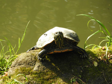 アカミミガメ　親水公園　200322撮影　485