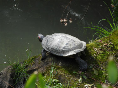 アカミミガメ　親水公園　200316撮影　481
