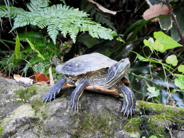 アカミミガメ　散策路親水公園池　171109撮影　120
