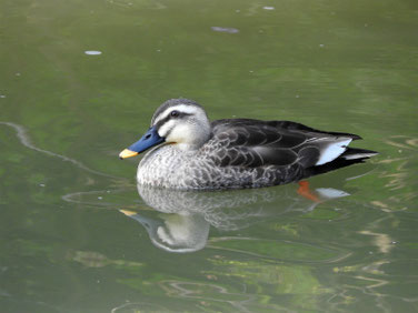 マガモ　親水公園　200403撮影　490