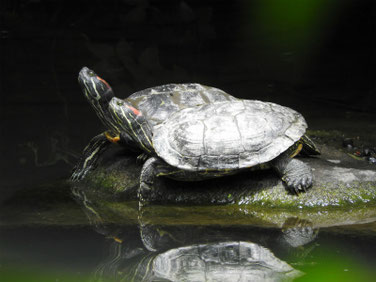 アカミミガメ　散策路親水公園池　180607撮影　190　　