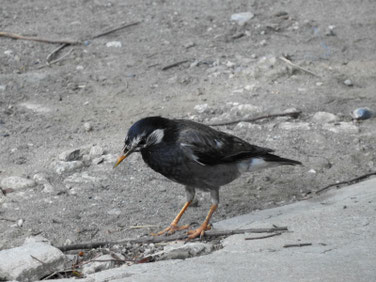 椋鳥（むくどり）　散策路　170715撮影　105
