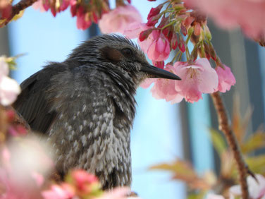 ヒヨドリ・河津桜　散策路　200301撮影　472