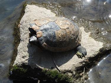 アカミミガメ　散策路河川　220409撮影　718