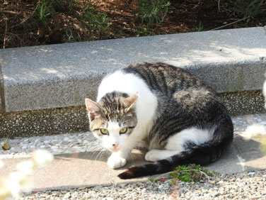横浜山手ブラフ99ガーデンの猫　170408撮影　80　