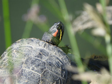 アカミミガメ　散策路河川　200610撮影　514
