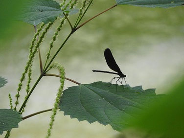 羽黒蜻蛉（はぐろとんぼ）親水公園　240723撮影　882