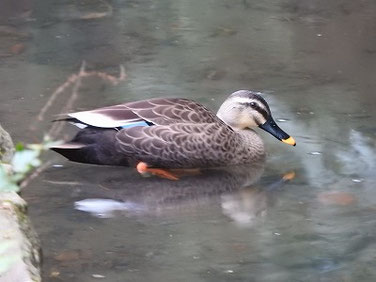 マガモ　親水公園　240102撮影　843