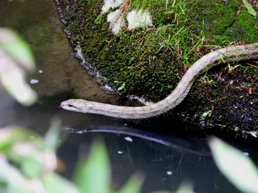 シマヘビ　親水公園池　210507撮影　628