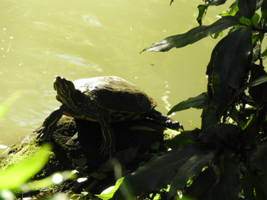 アカミミガメ　散策路親水公園池　191013撮影　404