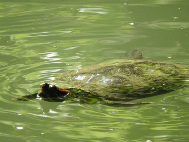 アカミミガメ　親水公園の池　200505撮影　501