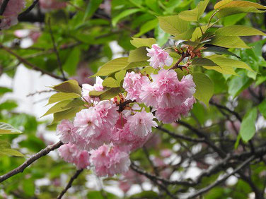 八重桜（やえざくら）　散策路　220421撮影　1669