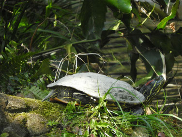 アカミミガメ　親水公園　200326撮影　487