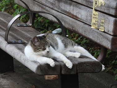 猫（ねこ）　散策路公園　220823撮影　748
