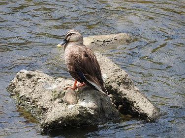 マガモ　散策路河川　220526撮影　725