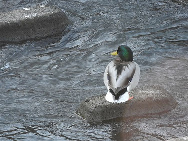 マガモ　散策路河川　221117撮影　771