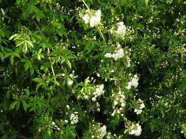 木香薔薇（もっこうばら）白色　散策路220419撮影 1673