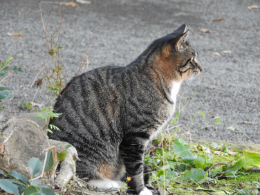 猫　三溪園　161202撮影　39