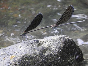羽黒蜻蛉（はぐろとんぼ）親水緑道220808撮影　741