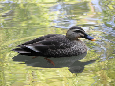 マガモ　親水公園　210411撮影　622