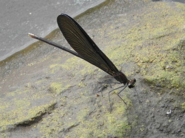羽黒蜻蛉（はぐろとんぼ）親水緑道　200719撮影　528