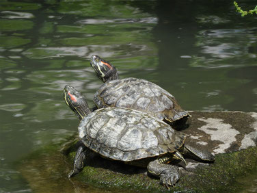 アカミミガメ　親水公園　180529撮影　186
