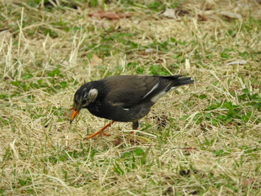 椋鳥（むくどり）　散策路　180323撮影　168