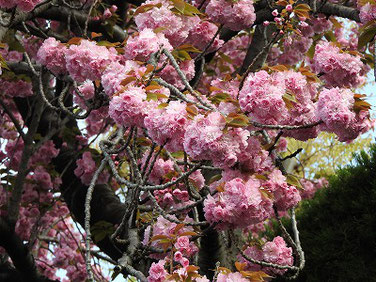 八重桜（やえざくら）　散策路　220419撮影　 1668