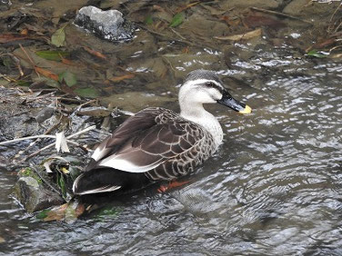 マガモオス　散策路河川　230312撮影　789