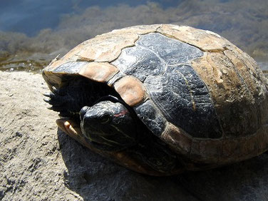 アカミミガメ　散策路河川　220409撮影　715