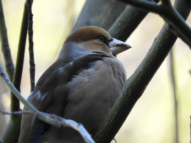 シメ　親水公園　200311撮影　475