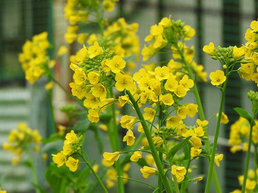 菜の花（なのはな）　散策路　230327撮影　1832