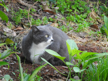 三溪園の猫　170430撮影　89