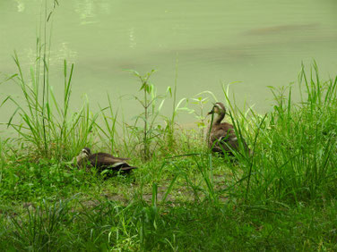 マガモ　散策路河川　200719撮影　527