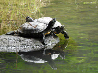 アカミミガメ　散策路親水公園池　180607撮影　189　