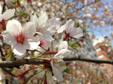 2016 隅田川 桜