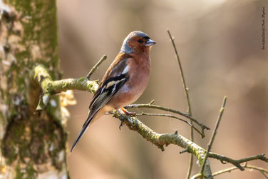 Fringillidae - Finken
