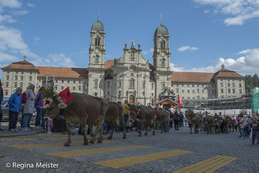 Alpabzug Einsiedeln