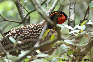 Cabot's Tragopan 